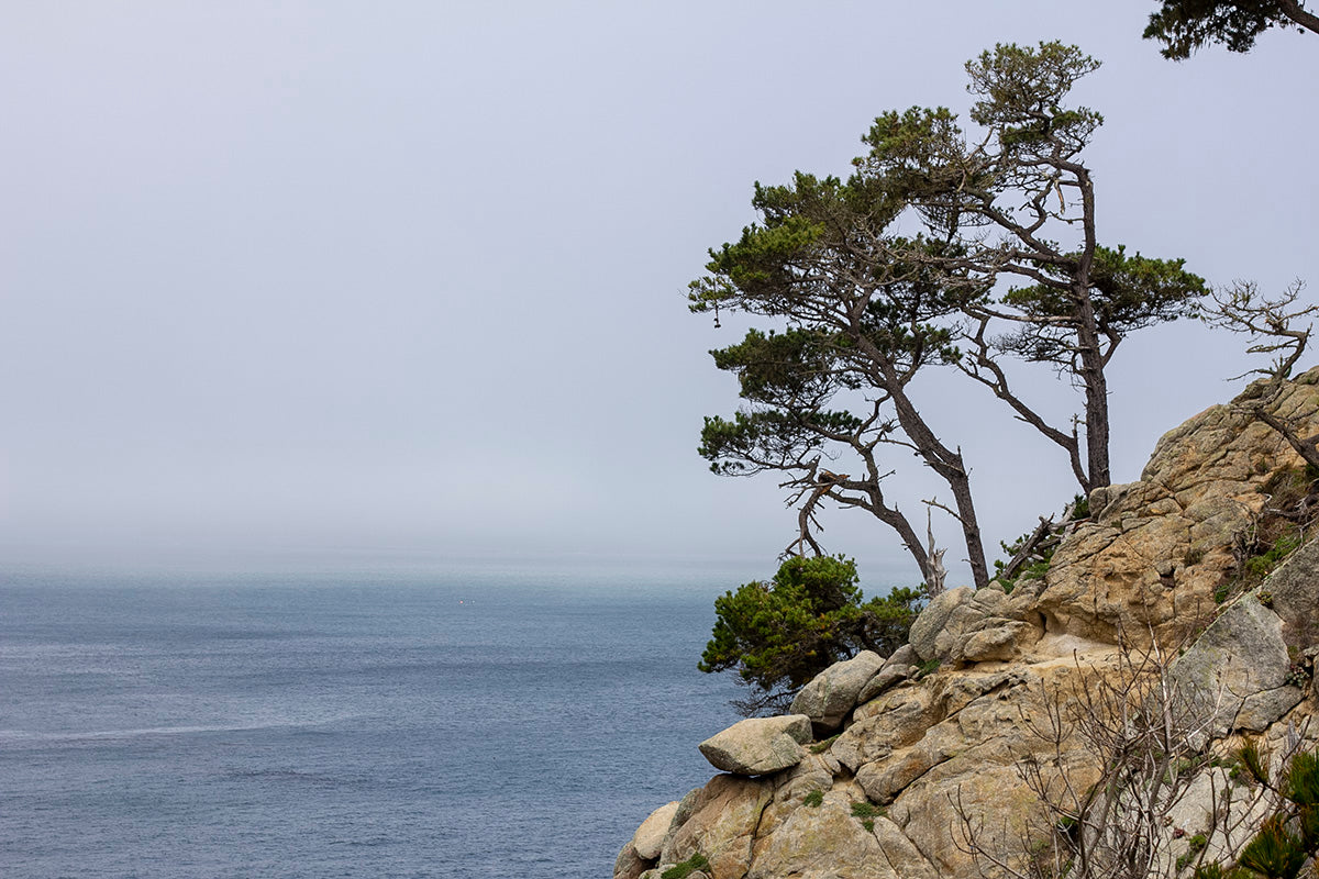 Travel Journal: Point Lobos State Natural Reserve - Color Palette: Sea, Cliff, and Fog