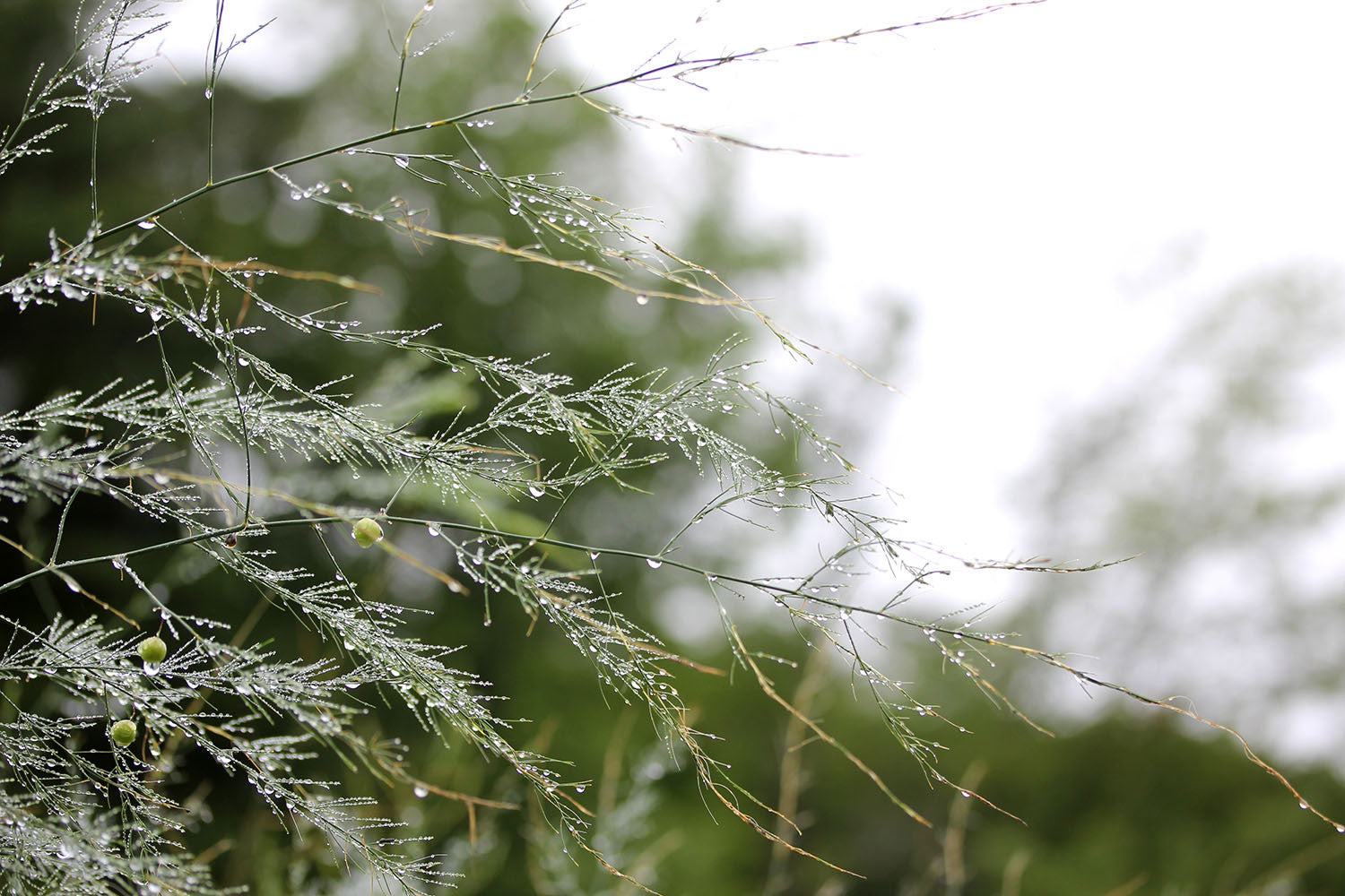 The Importance of Breaks: Visual inspiration from the Rebecca Haas Jewelry Studio garden